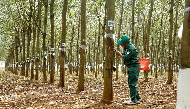 cap nhat gia cao su chieu ngay 1111 cao su the gioi giam dong loat