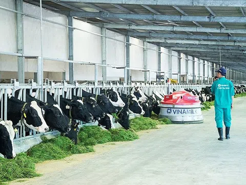 "Ông lớn" ngành sữa Vinamilk đang "ngồi trên đống tiền"