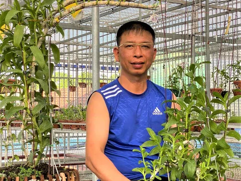 Nguyễn Phương Hồng chia sẻ Kỹ thuật trồng và chăm sóc lan Phi điệp nở hoa đẹp