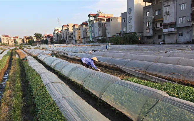 Nhận rộng những mô hình chuỗi liên kết nông sản điển hình ở Hà Nội