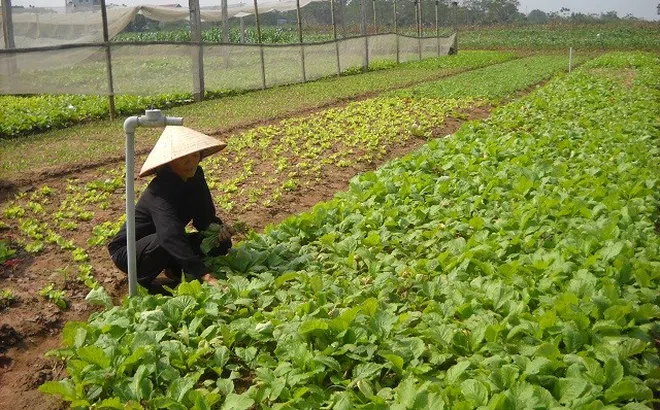 Nhân rộng và nâng cao chất lượng các chuỗi liên kết nông sản an toàn