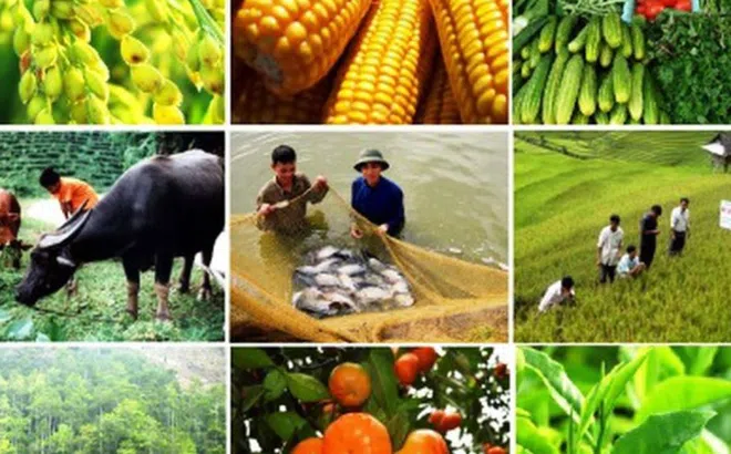 Xây dựng chuỗi liên kết nông sản trên địa bàn Hà Nội: Thực trạng và Giải pháp