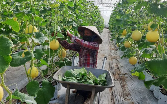 Hà Nội: Đẩy mạnh sản xuất rau xanh theo chuỗi liên kết với doanh nghiệp để khắc phục tình trạng "được mùa mất giá"